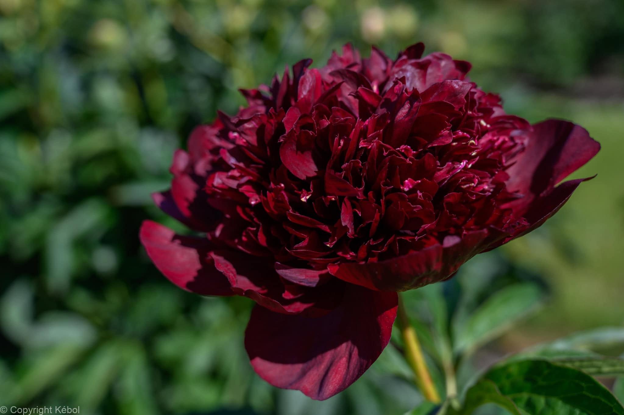Paeonia lactiflora (D) Black Beauty - Case