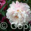 Paeonia lactiflora (D) Blush Queen - Bag
