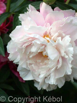 Paeonia lactiflora (D) Blush Queen - Bag