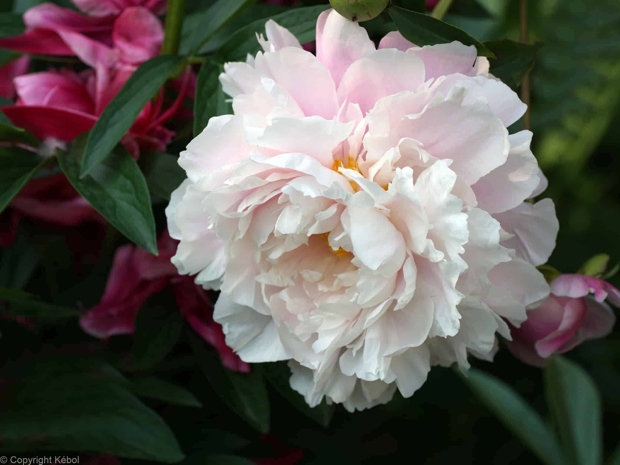 Paeonia lactiflora (D) Blush Queen - Bag