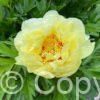 Paeonia itoh Border Charm - Bag