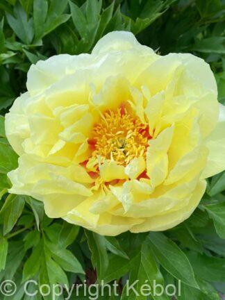 Paeonia itoh Border Charm - Case