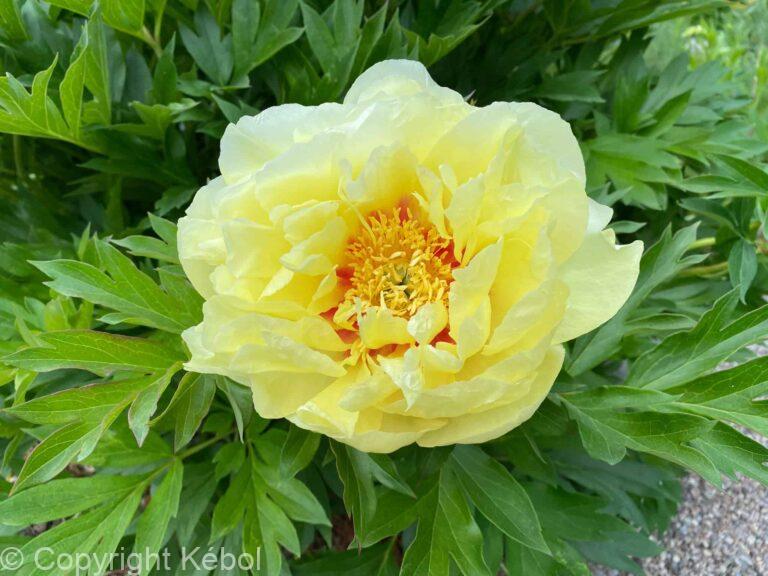Paeonia itoh Border Charm - Bag
