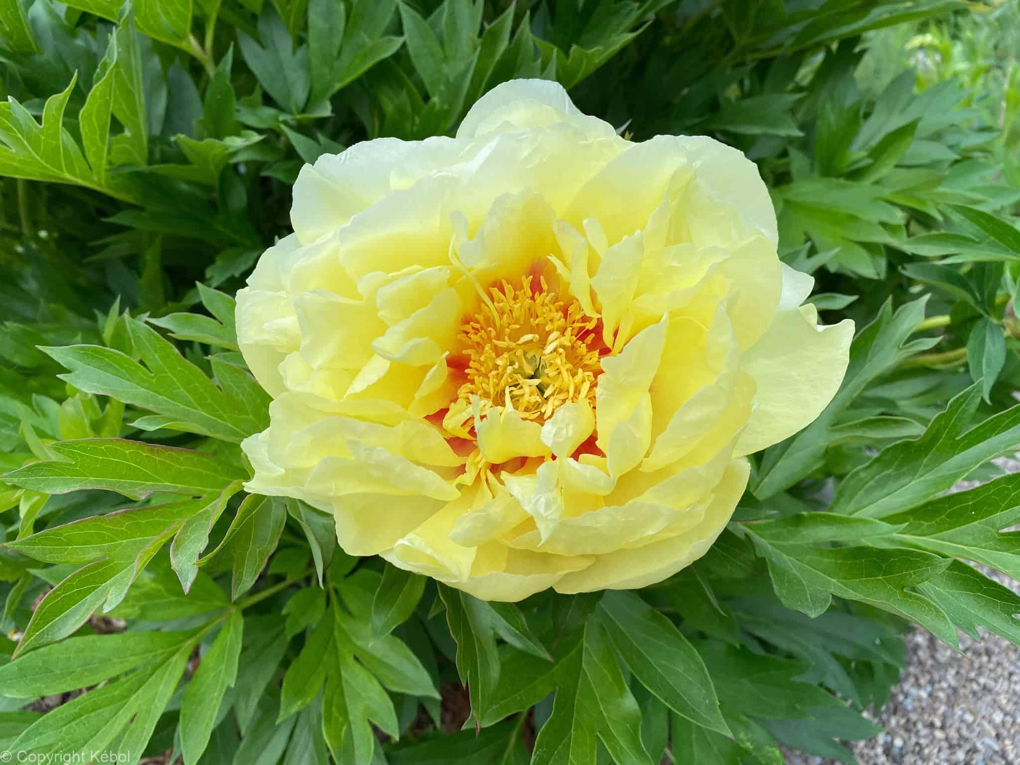 Paeonia itoh Border Charm - Case