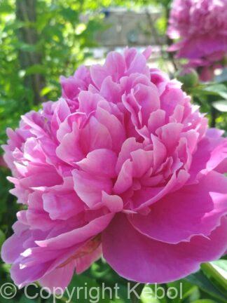 Paeonia Lactiflora (D) Bouquet Perfect - Bag