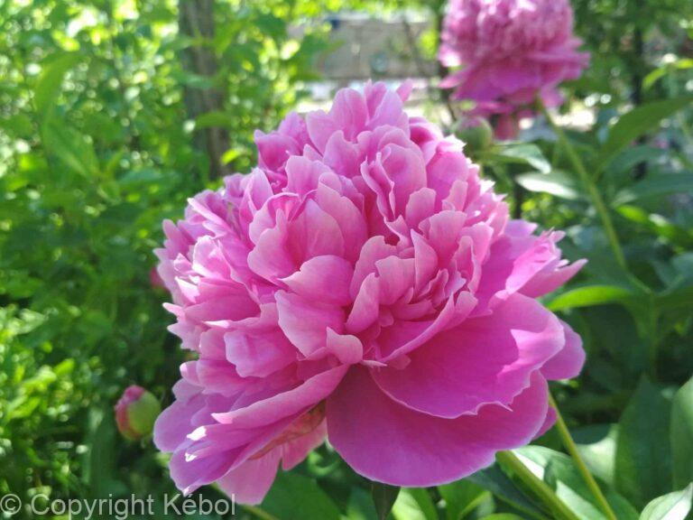 Paeonia Lactiflora (D) Bouquet Perfect - Bag