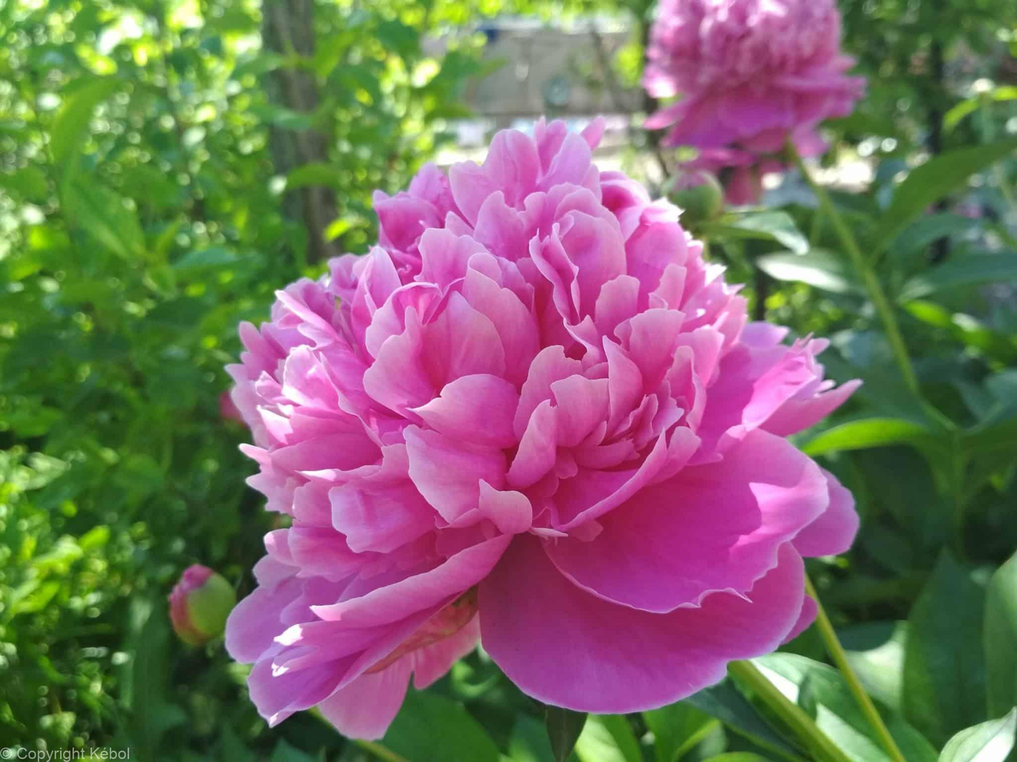 Paeonia Lactiflora (D) Bouquet Perfect - Case