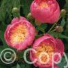 Paeonia Bowl of Beauty