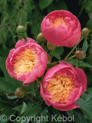 Paeonia lactiflora (S) Bowl of Beauty - Bag