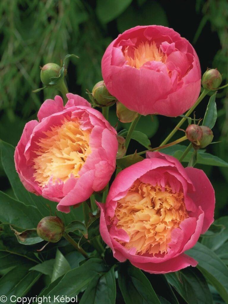 Paeonia lactiflora (S) Bowl of Beauty - Bag