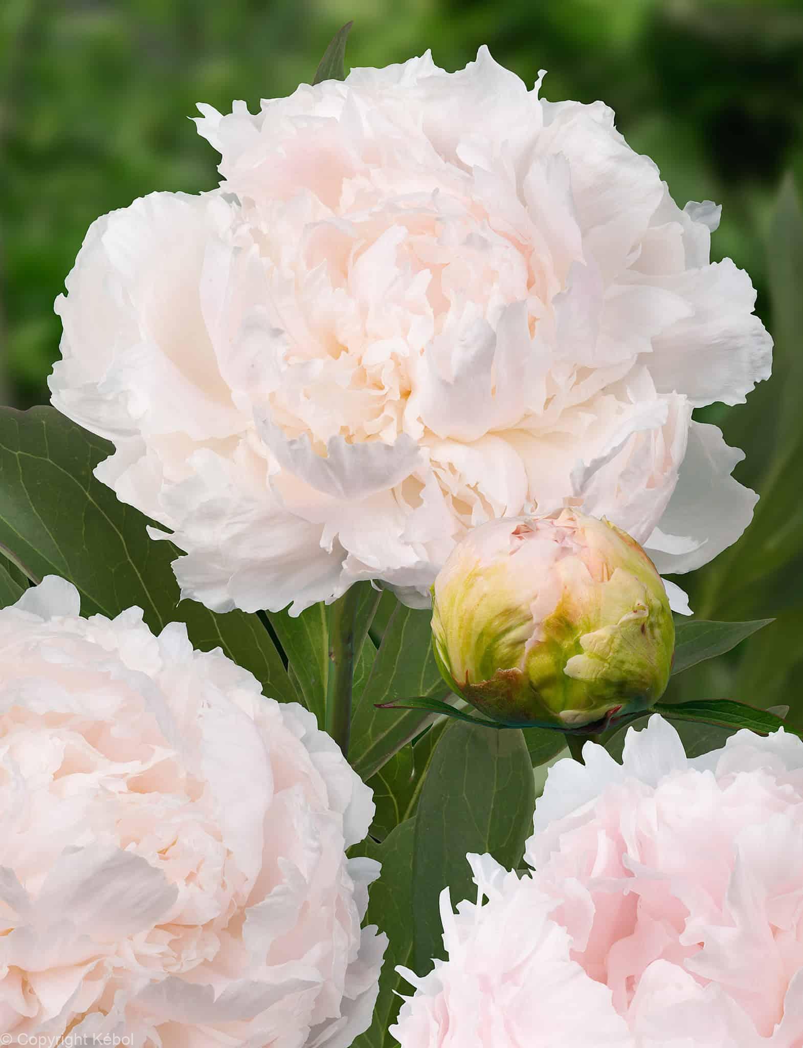 Paeonia Lactiflora (D) Brother Chuck - Case