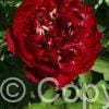 Paeonia lactiflora (D) Buckeye Belle - Bag