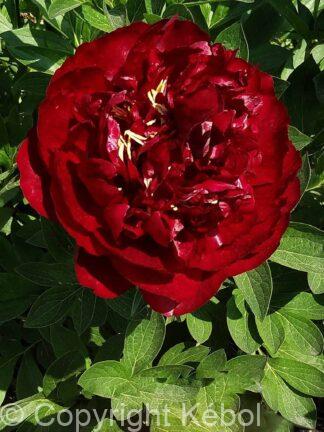 Paeonia lactiflora (D) Buckeye Belle - Bag