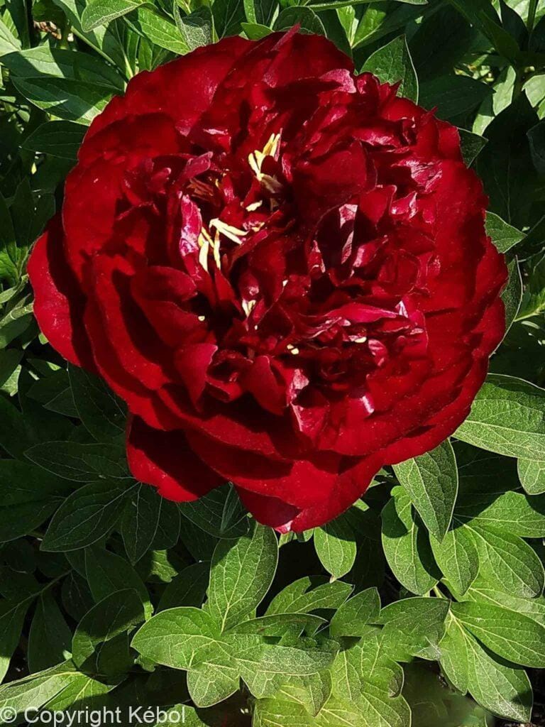 Paeonia lactiflora (D) Buckeye Belle - Bag