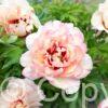 Paeonia itoh Callies Memory - Bag