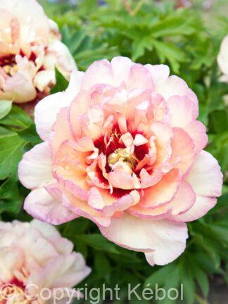 Paeonia itoh Callies Memory - Case