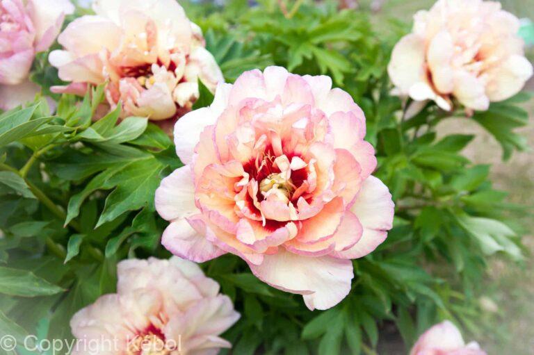 Paeonia itoh Callies Memory - Bag