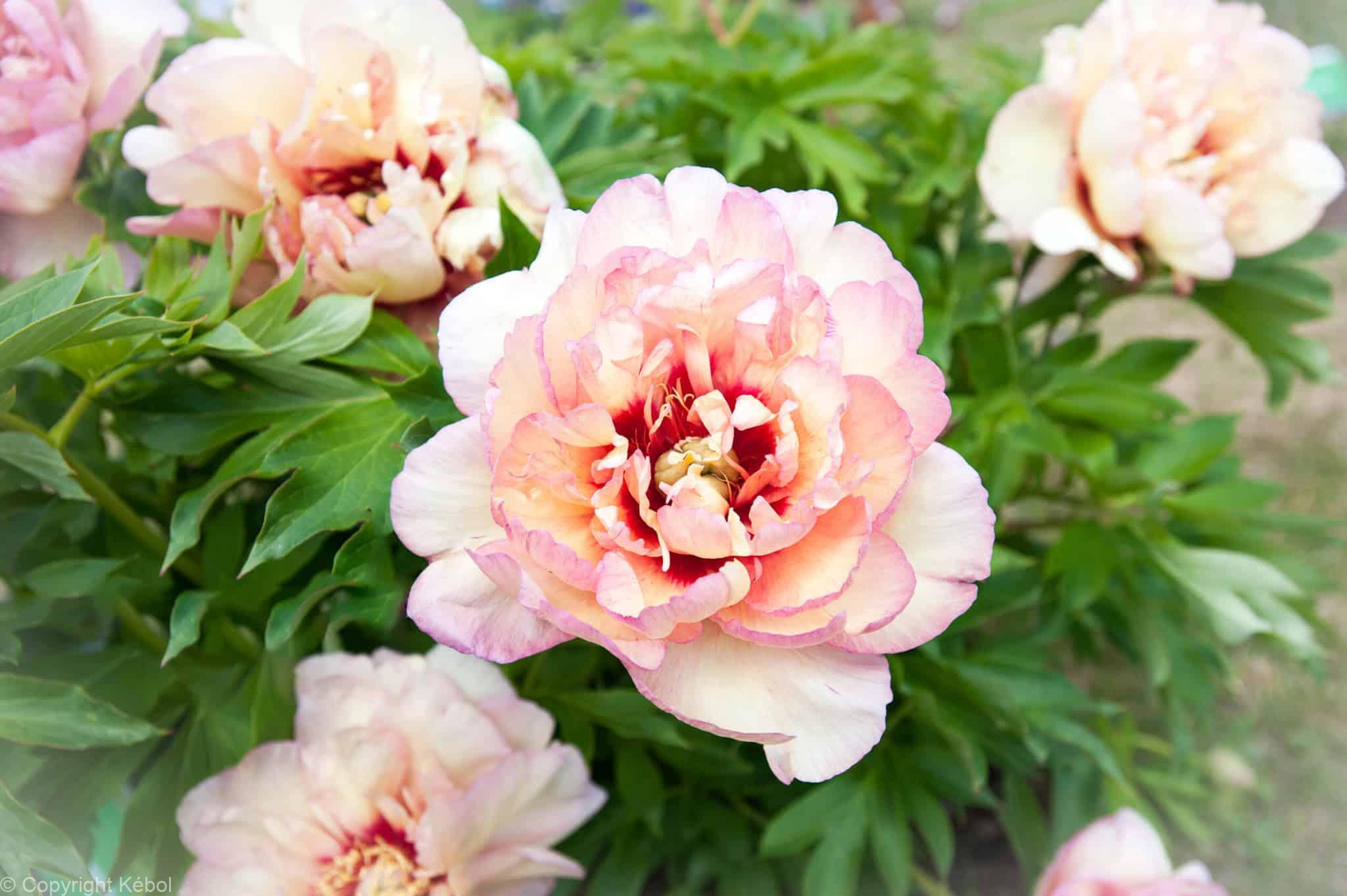 Paeonia itoh Callies Memory - Case