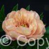 Paeonia itoh Canary Brilliant - Bag