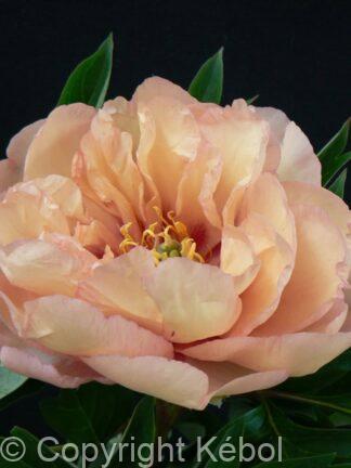 Paeonia itoh Canary Brilliant - Case