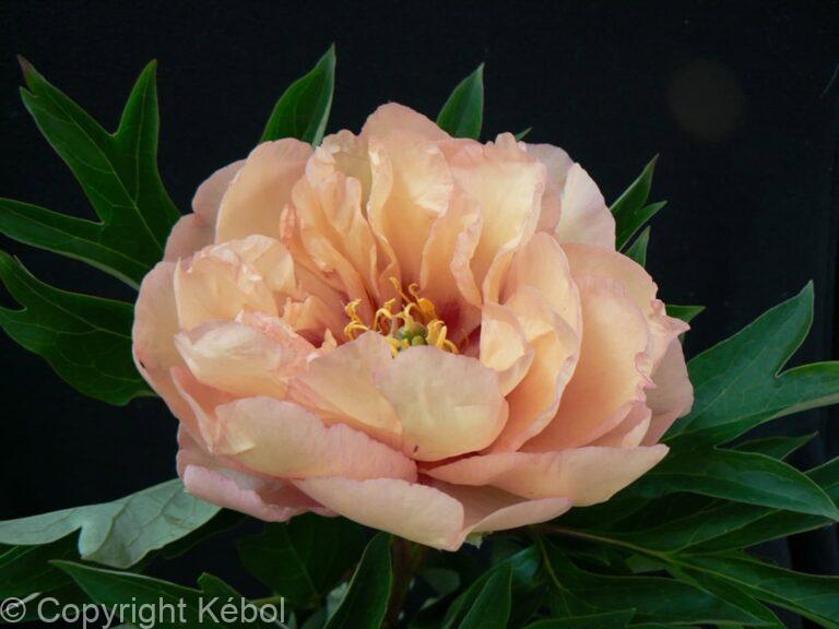 Paeonia itoh Canary Brilliant - Bag