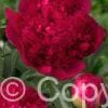 Paeonia lactiflora (D) Command Performance - Bag