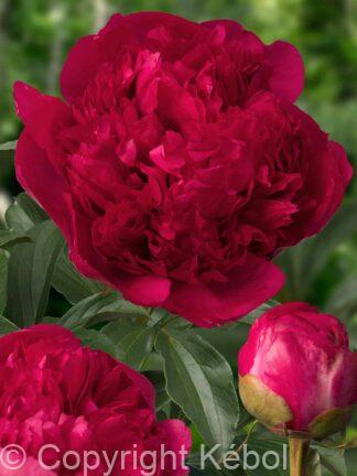 Paeonia lactiflora (D) Command Performance - Bag