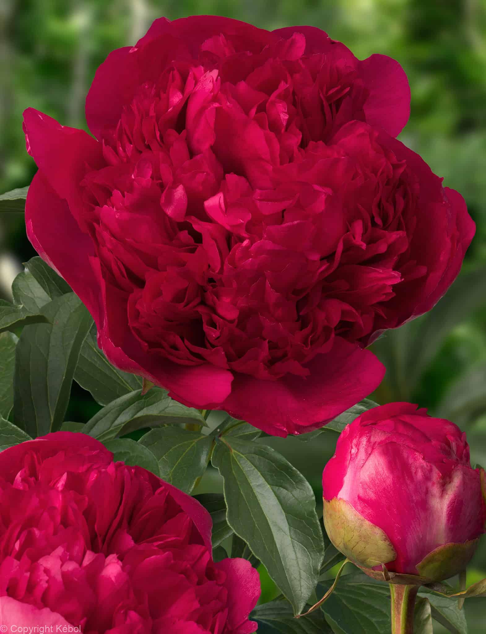 Paeonia lactiflora (D) Command Performance - Bag