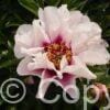 Paeonia itoh Cora Louise - Bag