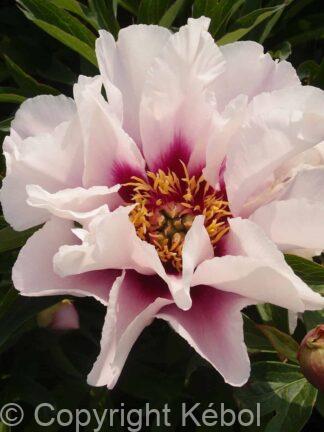 Paeonia itoh Cora Louise - Case