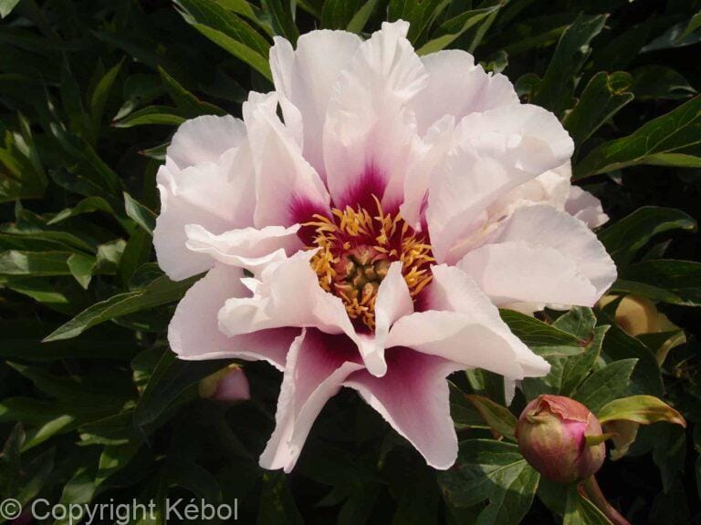 Paeonia itoh Cora Louise - Bag