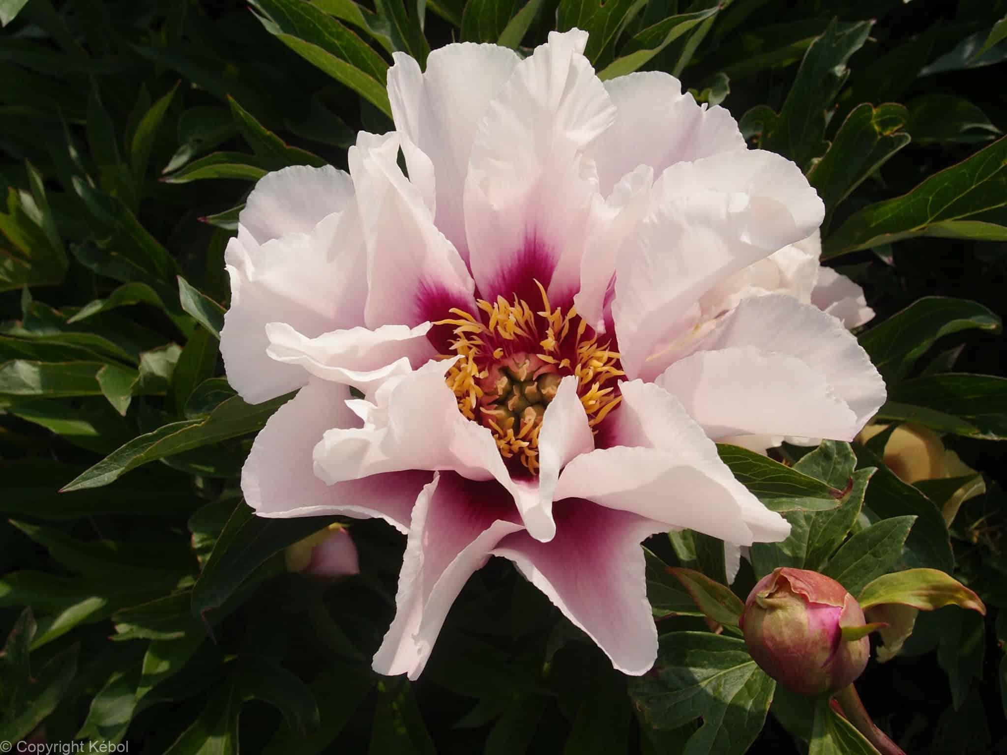 Paeonia itoh Cora Louise - Case