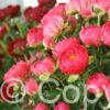 Paeonia Coral Sunset