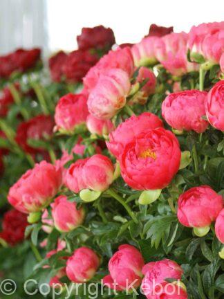 Paeonia lactiflora (D) Coral Sunset - Bag