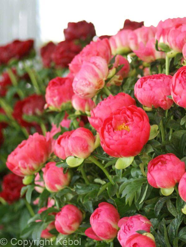Paeonia Coral Sunset