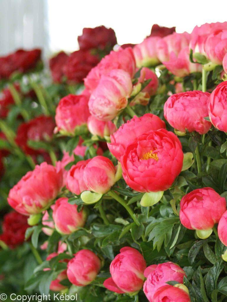 Paeonia lactiflora (D) Coral Sunset - Bag