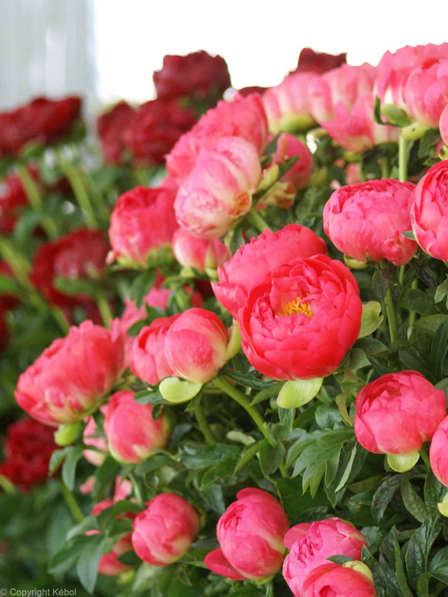 Paeonia lactiflora (D) Coral Sunset - Bag