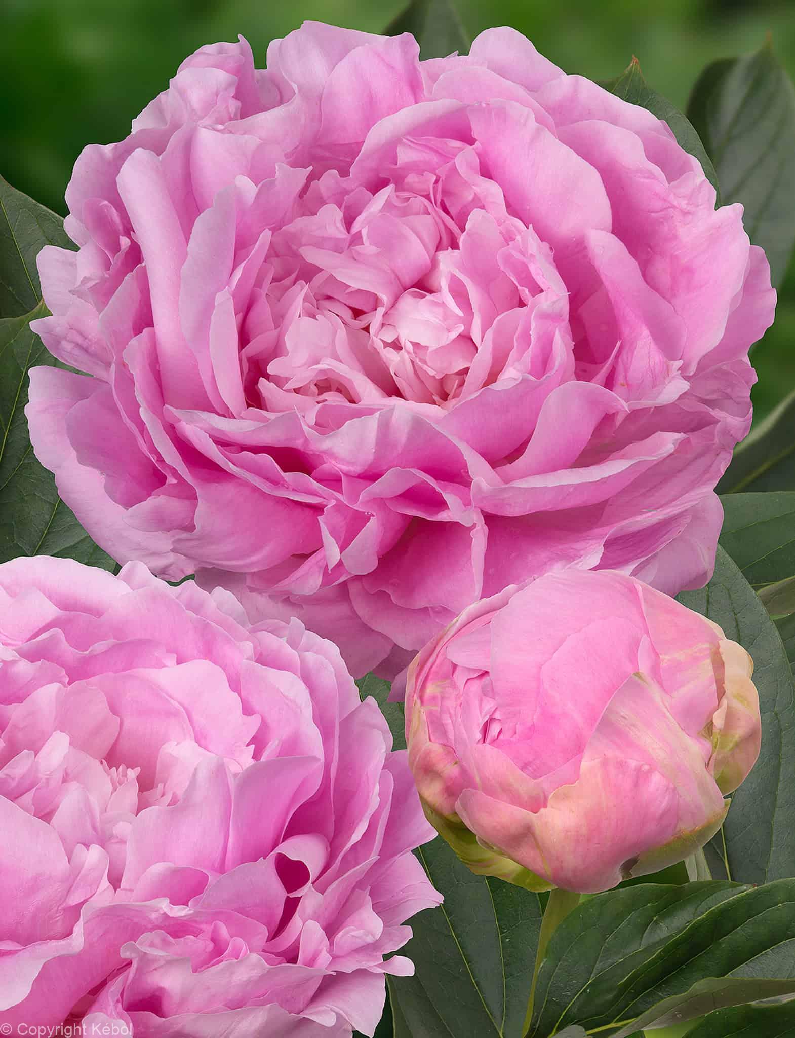 Paeonia lactiflora (D) Dinner Plate - Case