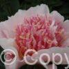 Paeonia lactiflora (D) Do Tell - Bag
