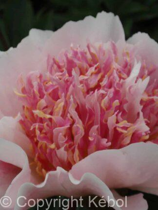 Paeonia lactiflora (D) Do Tell - Bag