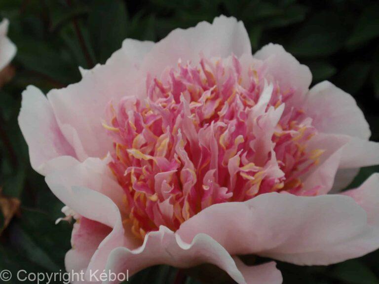 Paeonia lactiflora (D) Do Tell - Bag
