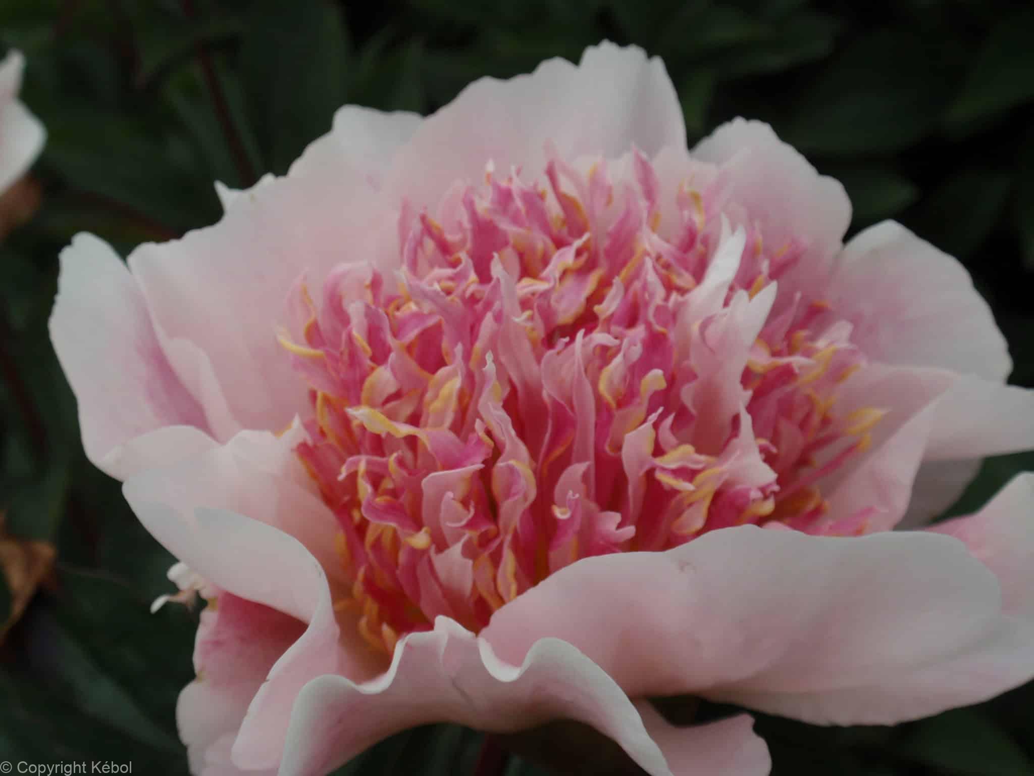Paeonia lactiflora (D) Do Tell - Bag