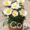 Paeonia lactiflora (S) Dublin - Bag