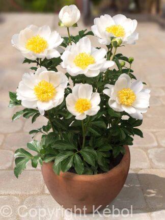 Paeonia lactiflora (S) Dublin - Case