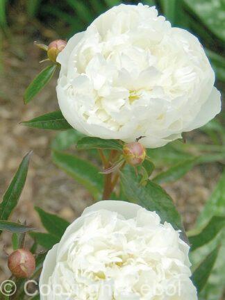 Paeonia lactiflora (D) Duchesse de Nemours - Bag