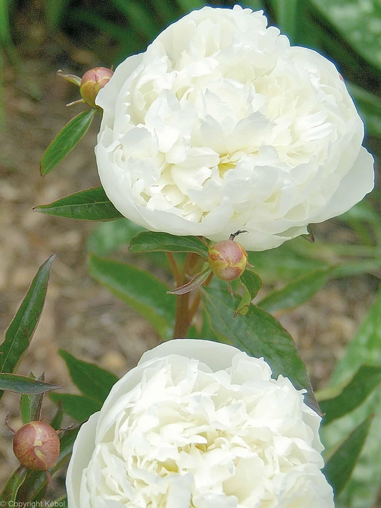 Paeonia lactiflora (D) Duchesse de Nemours - Bag