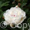Paeonia lactiflora (D) Festiva Maxima - Bag