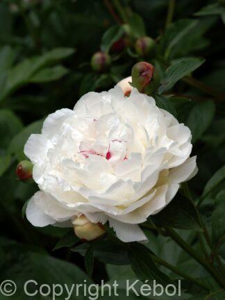 Paeonia lactiflora (D) Festiva Maxima - Bag