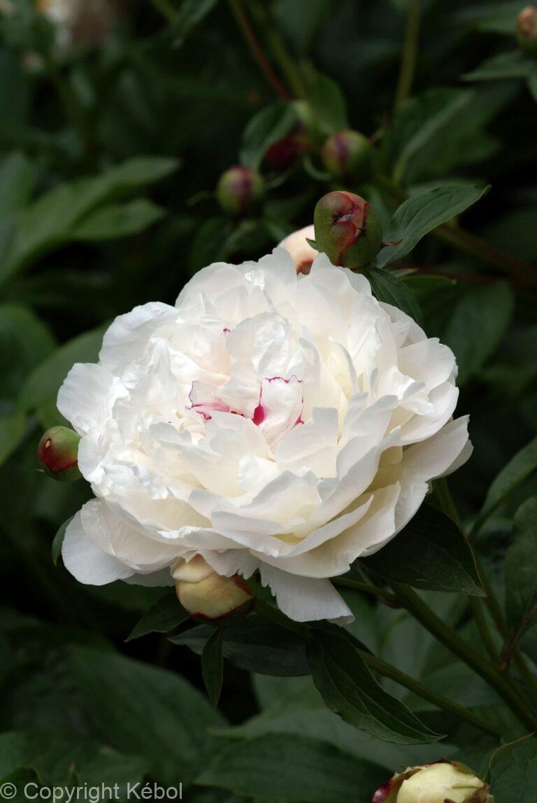Paeonia lactiflora (D) Festiva Maxima - Bag