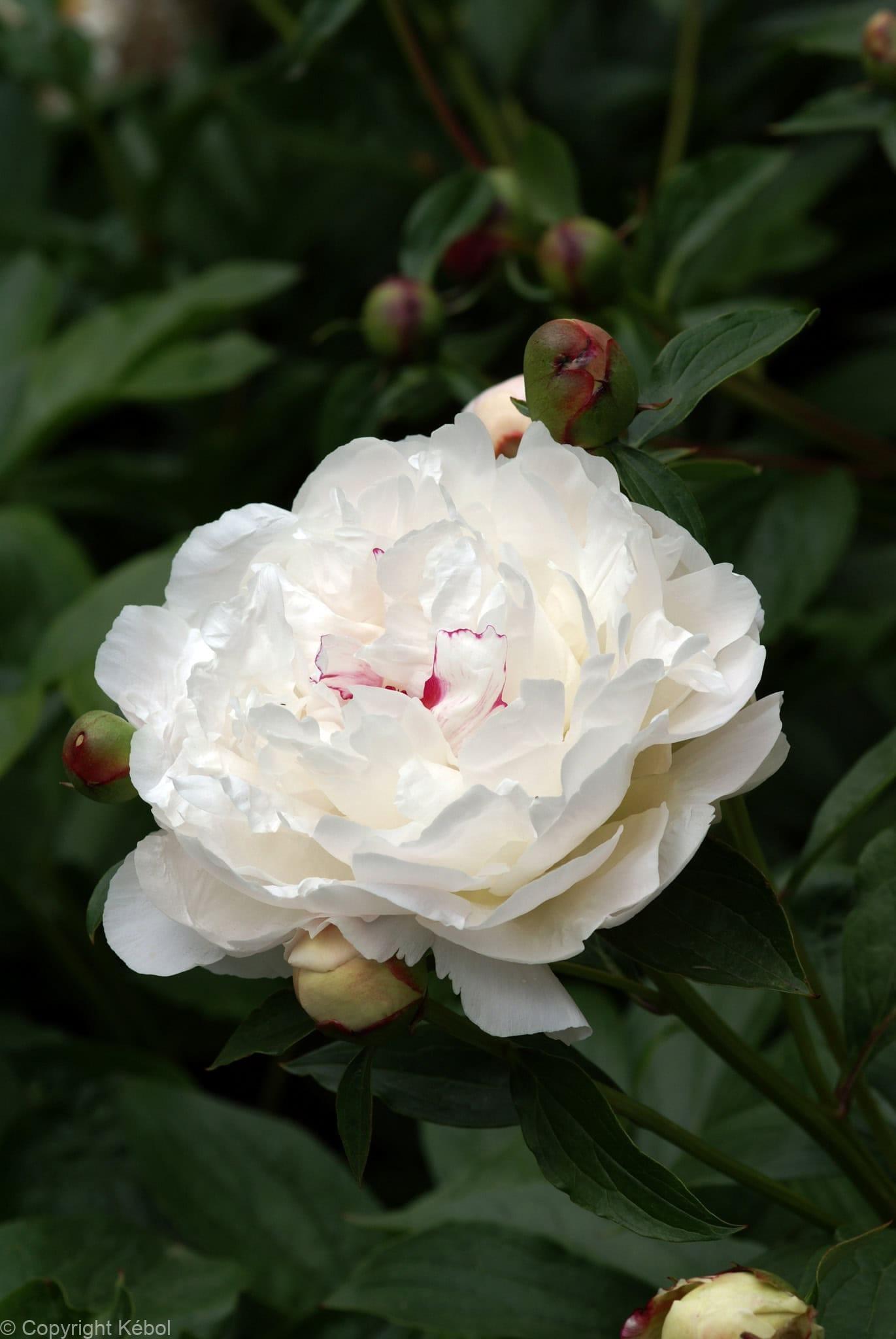 Paeonia lactiflora (D) Festiva Maxima - Bag